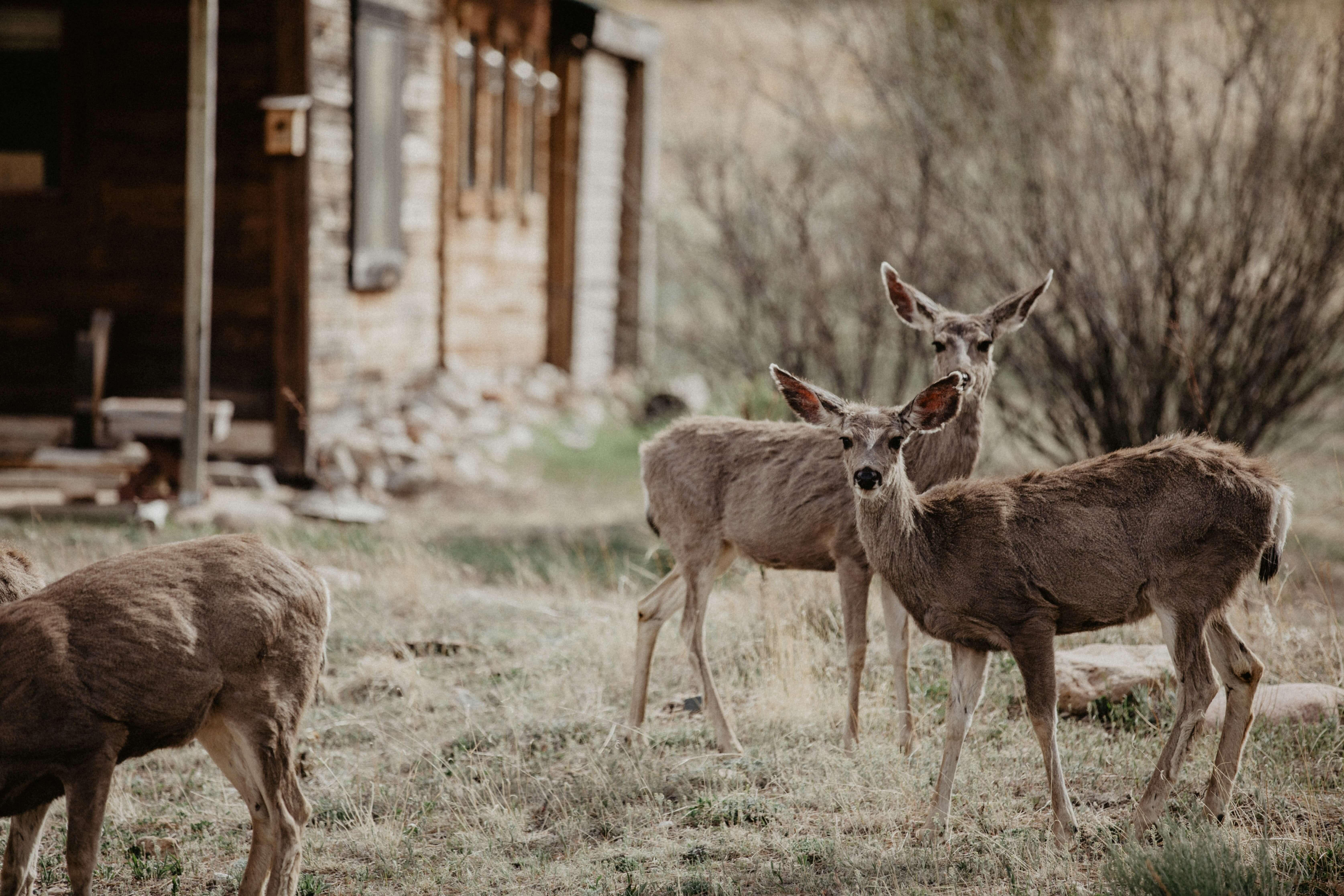 Animals and wildlife